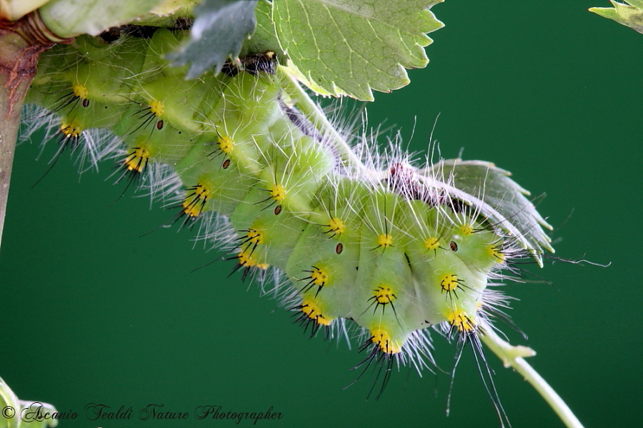 Cavoli!  Saturnia Pavonia